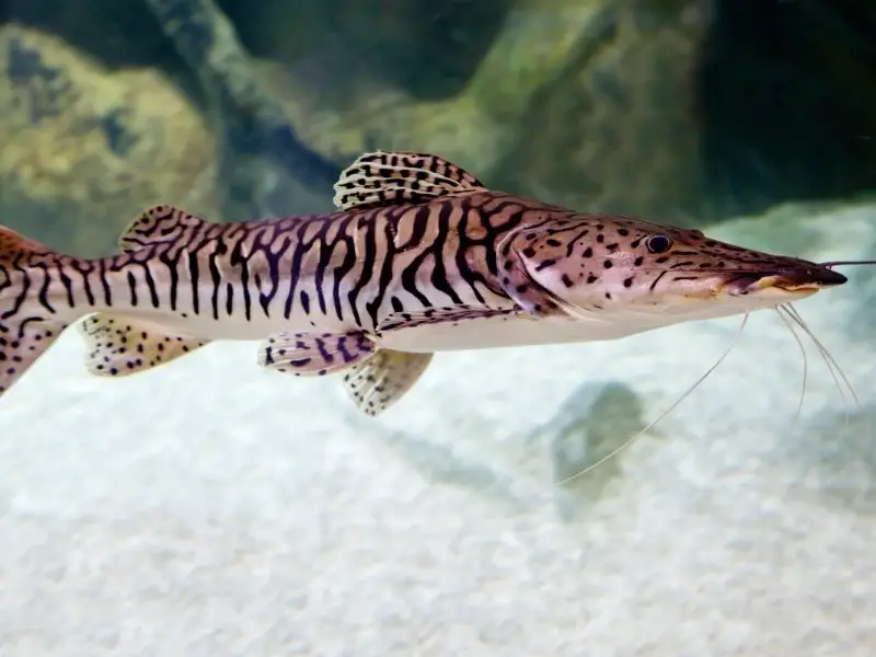 Taming the Tiger: A Guide to Keeping Shovelnose Catfish