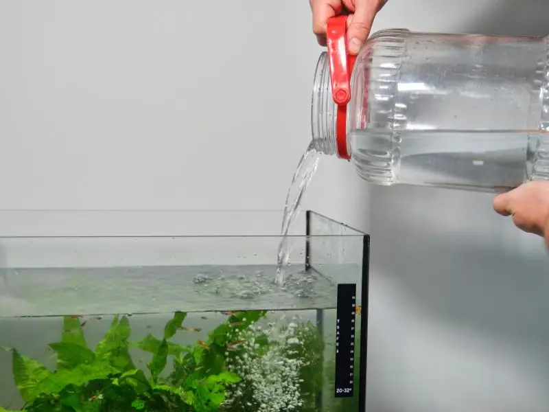 Why Do My Fish Die After Water Change? Here's What You Need to Know