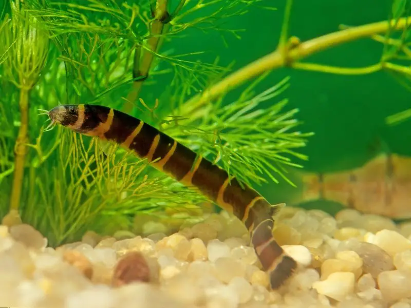 The Benefits of Keeping Bottom Feeder Fish in Your Aquarium