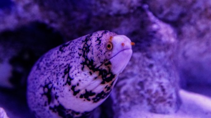 Unlock the Secrets of Keeping a Snowflake Eel