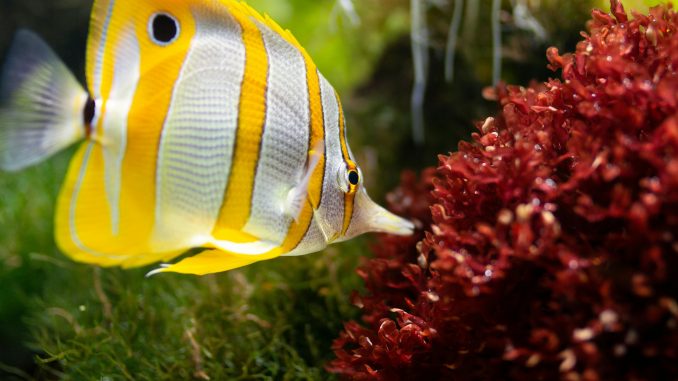 How Opposite Hobbies Like Fish Tanks And Slots Show The Psychology Of Calm And Excitement