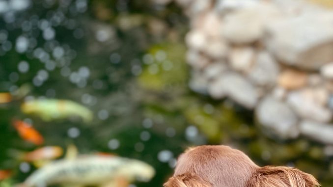 pexels-kallydru-33661947